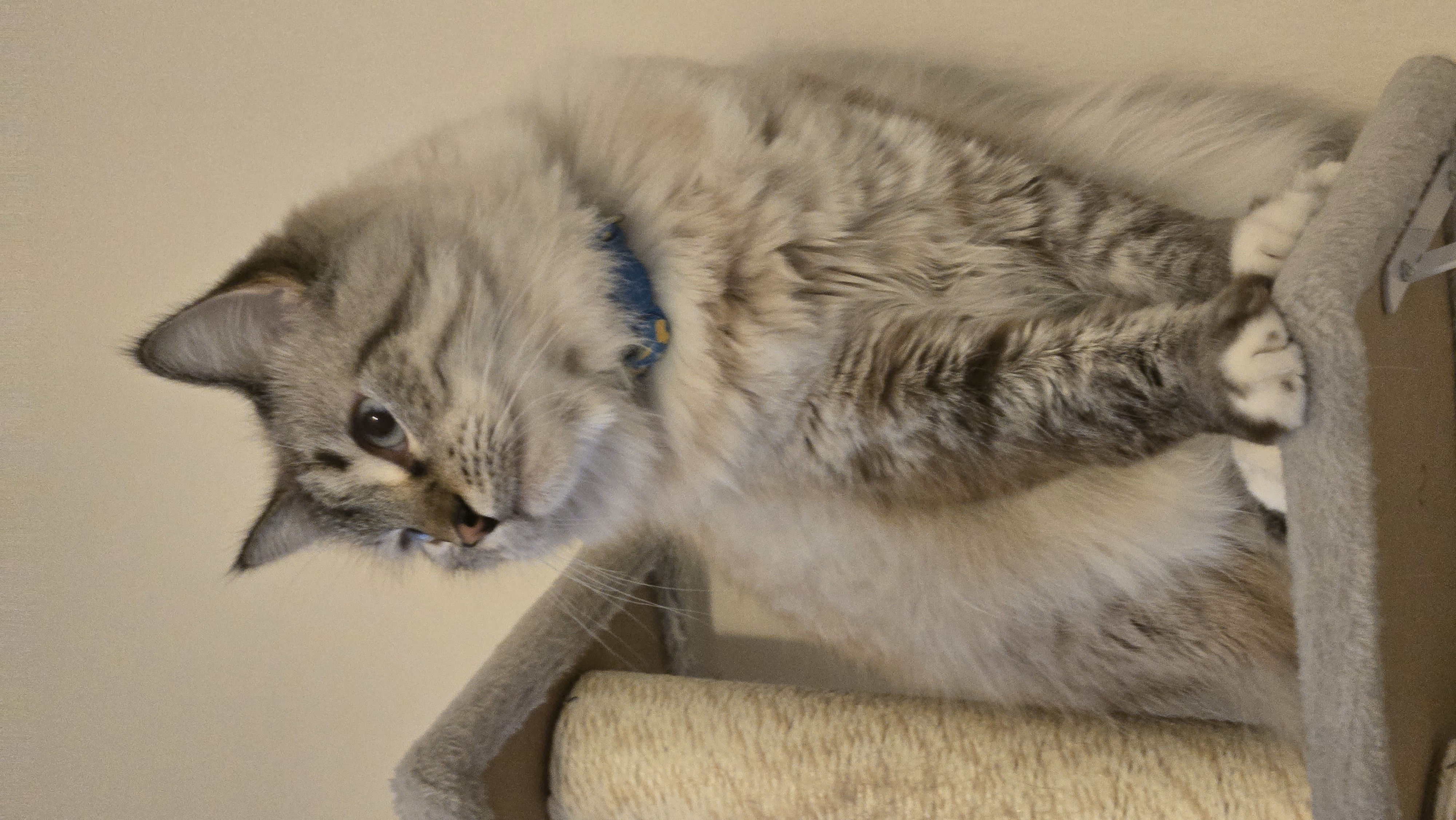 Ivy on the cat tree wearing her blue collar