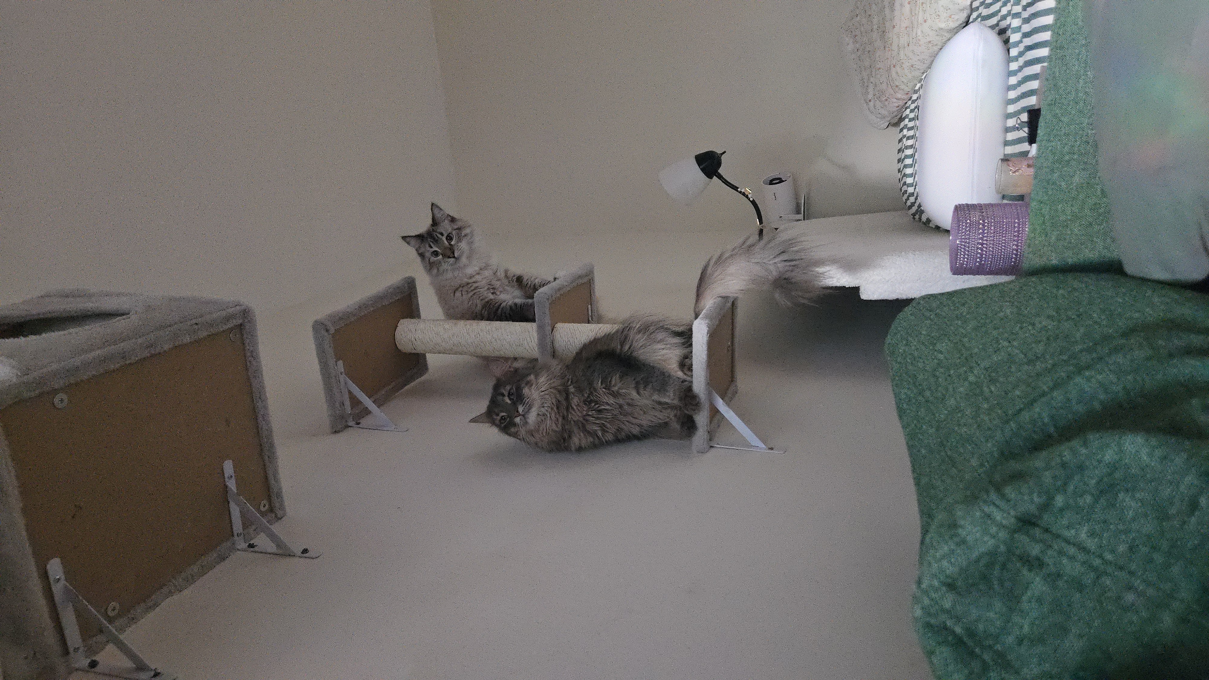 Ivy and Yasmin on their wall-mounted cat shelves
