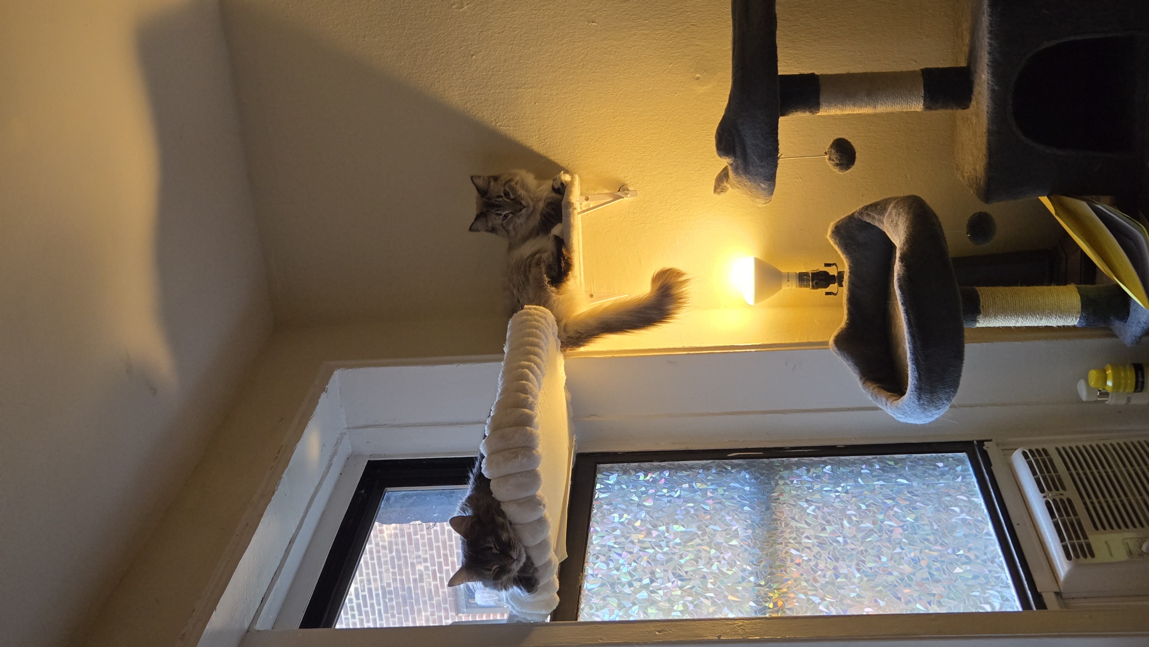 Ivy and Yasmin sharing the window perch