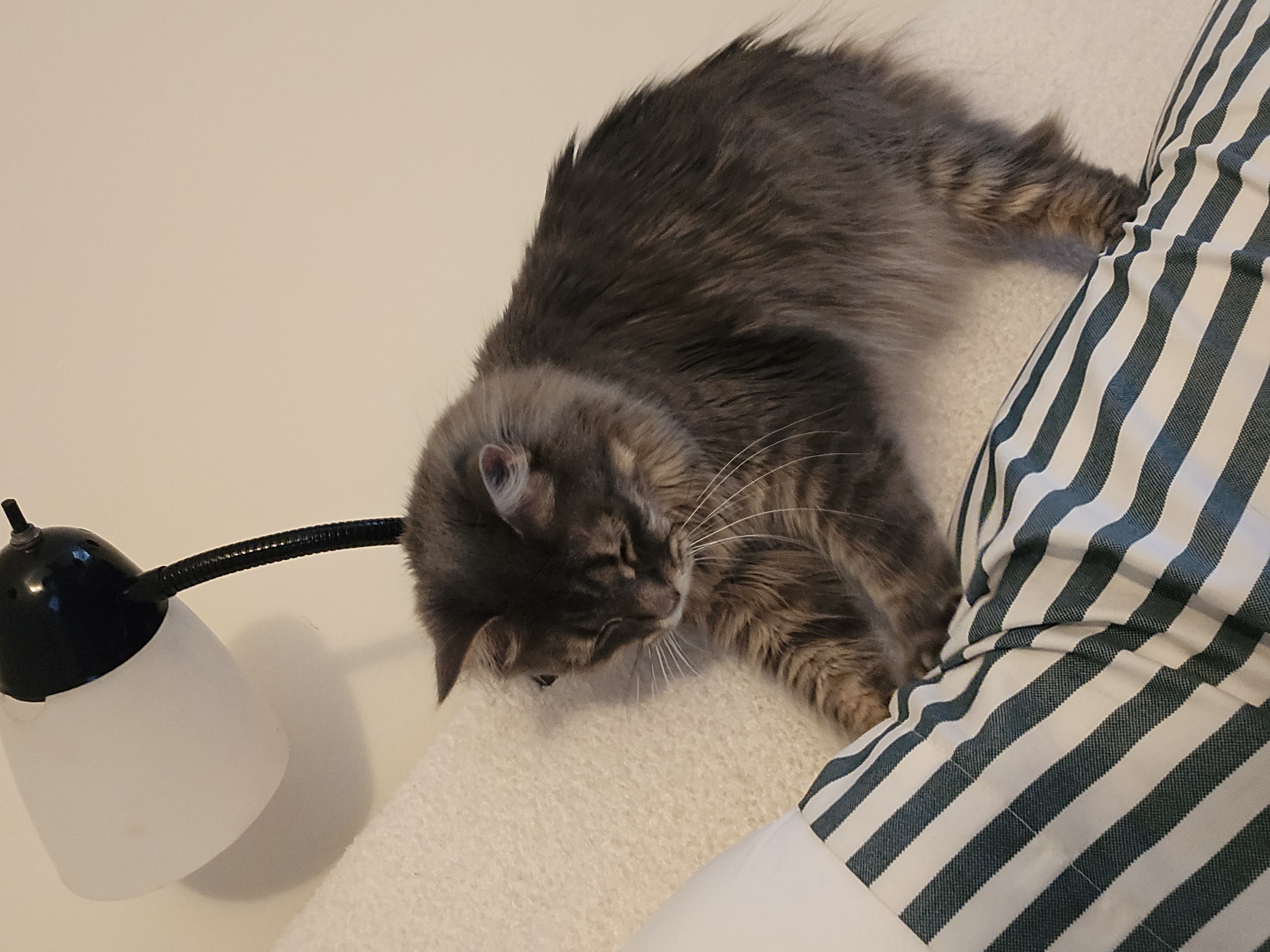 Yasmin perched on a shoulder near the lamp